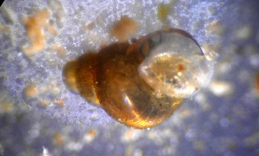 Un millimetro e mezzo di chiocciola acquatica